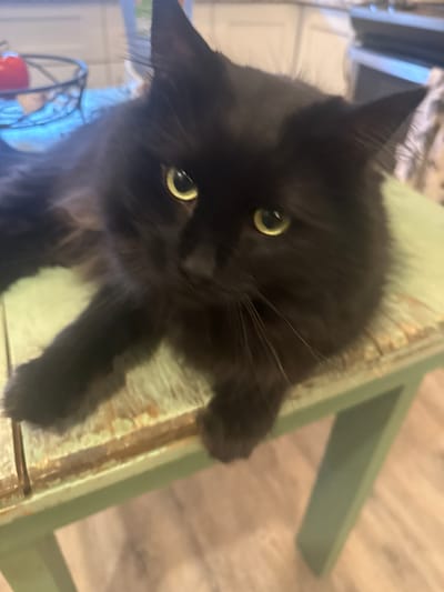 A medium shot captures a fluffy black cat with yellow eyes lying on a distressed light green wooden table. The cat is positioned in the center of the frame, facing the camera with its head slightly tilted. Its fur appears long and luxurious, and its eyes are wide and alert. The table has a worn surface with visible grain and some reddish-brown staining, suggesting age or a rustic aesthetic. The background is blurred but suggests an indoor environment, possibly a kitchen, with hints of white cabinetry and a countertop. The lighting is moderate, creating soft shadows. The location is not specified in the image or available data.