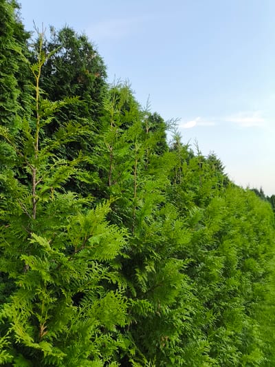 The image captures a dense row of evergreen trees, likely cypress or arborvitae, lining a pathway. The trees are a vibrant green, with lighter green, feathery foliage on the foreground branches and darker, more established growth behind. The branches are thin and branch out in a fan-like pattern. The sky above is a pale blue with a few wispy white clouds. The scene appears to be an outdoor environment, possibly a park or a garden, with the trees suggesting a natural or cultivated landscape. There are no people or animals visible in the image. The light suggests it is daytime, likely afternoon given the soft lighting. The perspective is from a low to medium angle, looking up towards the sky and along the line of trees. The overall impression is one of natural beauty and tranquility.