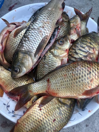 The image displays a close-up, overhead view of a shallow white bowl filled with several freshly caught fish. The fish are mostly whole, with some showing signs of being gutted. Their scales are a mixture of silver and golden hues, and some have reddish marks, likely from the cleaning process. The heads and tails of the fish are clearly visible, with their eyes dark and glistening. They are densely packed in the bowl, overlapping each other. The bowl itself has a simple blue floral pattern around its rim, partially obscured by the fish. The bowl rests on a coarse, greyish surface, possibly concrete or gravel, which suggests an outdoor setting. The lighting appears natural, hinting at daytime, though the weather is not discernible. The scene is still and focuses solely on the harvested fish, conveying a sense of recent activity related to fishing or food preparation. There is no visible text in the image itself.