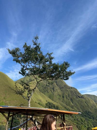 This image depicts a scenic mountainous landscape in Sembalun Bumbung, Indonesia, under a clear blue sky with sparse, wispy white clouds.
In the upper and mid-ground, a prominent deciduous tree with a light-colored, multi-branched trunk and dense green foliage stands against a backdrop of steep, verdant green mountains. These mountains are largely covered in short, uniform vegetation, indicating grasslands or low shrubs, with some darker patches of denser forest visible in the valleys. The terrain features distinct ridges and slopes.
In the lower foreground, a section of a rustic wooden structure is visible. It consists of a flat, light-colored wooden roof supported by rough-hewn wooden poles, suggesting a shelter or observation deck. The top of a person's head and right shoulder are visible in the lower right corner, partially obscured by the structure. The individual has long, dark brown hair and appears to be looking towards the right, out of frame. The scene is illuminated by bright daylight, suggesting fair weather.