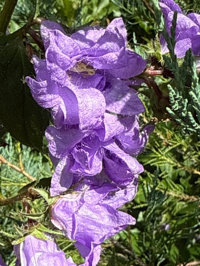 A close-up, high-angle vertical shot shows a cluster of blooming purple flowers. The flowers are bell-shaped with ruffled petals and have visible stamens. They are positioned towards the left and center of the frame, with some appearing to be partially obscured by thorny green stems and leaves. To the right of the flowers, a dense branch of green coniferous foliage is visible. The background consists of out-of-focus green foliage. The scene is lit by natural light, casting shadows on the petals. The image was taken outdoors. The location is identified as Залесье Снт, Russia.