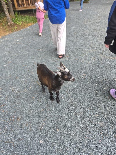 An overhead shot shows a person in a blue shirt and white pants walking away from the camera on a gravel path. To the left of the person, a child in a pink jumpsuit walks away from the camera. A goat with dark brown fur, white markings on its face, and short horns stands on the gravel path looking towards the camera. To the right of the goat, the lower legs and feet of two people are visible. One person wears purple clogs. In the background to the left, a wooden structure with railings can be seen, possibly a picnic shelter or building. The environment appears to be an outdoor recreational area or park. The location is identified as Volzhskii, Russia.