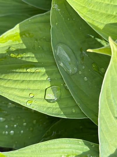 This is a close-up, eye-level, daylight photograph of several large, green hosta leaves. The leaves are wet with numerous water droplets of varying sizes. Some of the droplets are small and round, while others are larger and more elongated. The largest droplet is prominently featured on the upper right leaf, reflecting the sunlight. The leaves have prominent parallel veins. The background is also composed of hosta leaves, some of which are in shadow, creating a sense of depth. The lighting suggests it is a sunny day, and the presence of water droplets indicates recent rain or dew. The setting appears to be a garden or park, given the abundance of hosta plants. There is no text visible in the image. The overall mood is serene and natural.