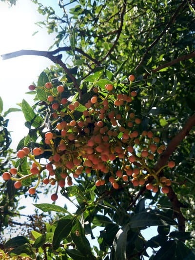 This is a close-up, low-angle, outdoor, daylight photograph of a branch laden with small, round, reddish-orange berries and green leaves. The berries are clustered together in bunches, some appearing to be ripening. The leaves are ovate with serrated edges and prominent venation. The branch itself is brown and woody. The background consists of more green foliage and a bright, possibly hazy, sky. The scene is likely a tree in a natural or semi-natural environment, such as a park or garden, within or near the city of Platani, Greece. No people or animals are visible in the frame.