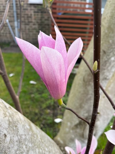 The scene displays a partially open pink magnolia flower, centered, featuring multiple elongated, tapering petals with a speckled texture, extending from a slender dark brown branch. To the right, another dark brown branch bears a small, light green bud. The lower left foreground is occupied by a textured, light grey object, possibly stone or a tree trunk. The background consists of out-of-focus green grass with several fallen white petals, a brown brick wall with a white window frame on the upper left, and a horizontal wooden slatted fence on the upper right. A larger, light-colored tree trunk is visible behind the magnolia. No individuals or specific actions are present. The specific location within Elmbridge, United Kingdom, cannot be identified from the visual evidence.