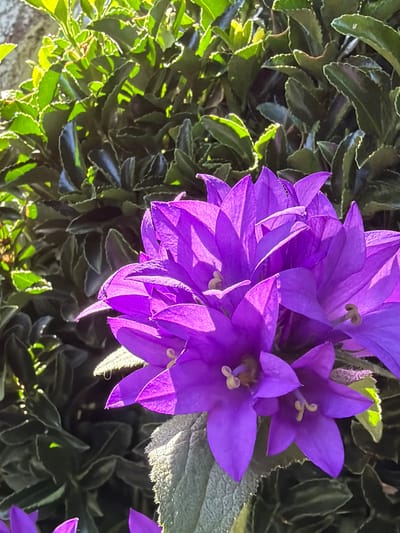 The image shows a close-up of purple campanula flowers blooming against a background of dark green foliage with light green serrated edges. The flowers are bell-shaped with visible stamens. The leaves are dense, shiny, and textured. The light suggests it's daytime and sunny. There is no evidence to place this image in Bratia Kunchevi, Bulgaria.