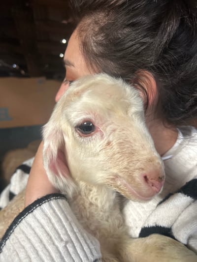The scene depicts an individual holding a young lamb in an indoor setting within Brusen, Bulgaria. The central subject is a cream-colored lamb, positioned with its head facing slightly right of center, its dark right eye and pinkish muzzle clearly visible. The lamb's short, curly fleece shows some minor discoloration around the face. It is held by a person, whose right side of the head, including dark brown hair, and part of a white knitted sweater with black horizontal stripes are visible on the right and bottom of the frame. The person's arm supports the lamb. The background is out of focus, revealing a dim, reddish-brown interior, possibly a barn or stable, with indistinct shapes and reflections.