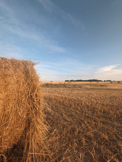 A wide-angle, low-angle shot captures a field of harvested wheat under a clear, pale blue sky with sparse white clouds. In the foreground, on the left, is a large, rough bale of golden straw, its strands clearly visible and catching the light. The field extends into the distance, with cut stubble covering the ground. Several more, smaller, round bales of straw are scattered across the field, receding towards a dark line of trees on the horizon. The overall impression is of a rural, agricultural landscape in Alvimare, France, during harvest season.