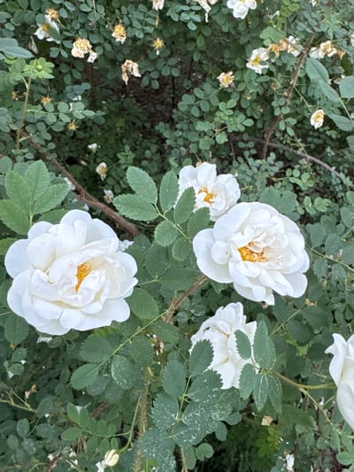 In the city of Ozerki (Krasnodolinskaya), Russia, a close-up, slightly overhead shot captures a cluster of white roses blooming amidst a dense, green leafy bush. The focus is on several fully opened roses in the foreground, each with layered white petals and a yellow center. The leaves are a deep green, with some showing lighter speckles. In the background, more white and faded yellow roses are visible, along with numerous smaller leaves and thorny branches, suggesting a wild or unmanicured garden setting. The lighting appears natural, casting soft shadows. There are no people or animals present in the frame.