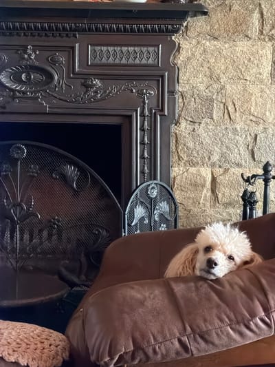 A white poodle dog is nestled into the side of a brown velvet sofa cushion. The background features a stone wall and a black ornate fireplace with a decorative fire screen. The location and city of Кирково, Bulgaria are not evident from the image.