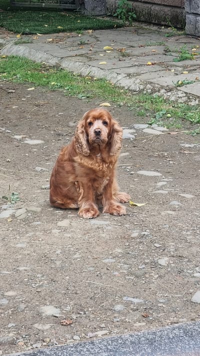 A brown dog with long, wavy fur is sitting on a dirt path. The dog is facing the camera with its ears flopped down. Behind the dog, a paved area with scattered stones and grass can be seen. Further back, a stone wall and more grass are visible. The setting appears to be outdoors in a slightly overgrown area, possibly a yard or park.