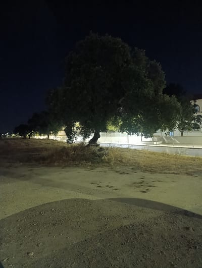 The image depicts a nighttime scene of a paved area with scattered debris, possibly a road or pathway, in the foreground. A large, mature tree with dense foliage dominates the center of the frame, casting a shadow onto the foreground. To the left and in the background, a line of trees runs along a street lined with streetlights. Beyond the trees, a building with illuminated windows is visible. The overall environment suggests an outdoor, possibly urban or suburban, setting at night. No people are present in the image. The scene is static and appears to be a still photograph of a quiet night.