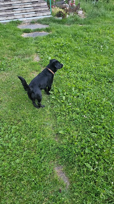 A black dog with an orange collar is standing in a grassy yard. The dog is facing to the right, with its tail curled up. In the background, there is a wooden structure, a fence, and some plants. The yard appears to be in a residential area.
