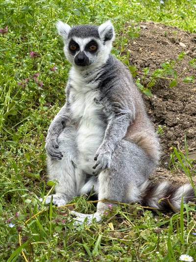 A ring-tailed lemur lies on its back in the grass in Tvrđavica, Croatia. The lemur is positioned between a patch of bare earth and green grass. Its fur is grey and white with black around its eyes. The lemur's arms are positioned on its stomach. The tail lies to the right.