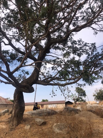 The image captures an outdoor scene in Mangu Halle, Nigeria, featuring a large, mature tree with a gnarled trunk and extensive branching. Numerous small, dark, spherical fruits or seed pods hang from its branches. A single individual is seated on a large, light-colored boulder positioned beneath the tree's canopy, facing away from the camera or slightly to their left. The person is wearing dark clothing with a visible pattern on their lower body.
The ground surrounding the tree consists of dry, reddish-brown soil with sparse, dead vegetation and numerous scattered boulders of varying sizes. In the mid-ground, multiple single-story buildings with corrugated metal roofs are visible. One building with light-colored walls displays white spray paint spelling "GSPWUL 2023". Another structure appears to have mud walls and a simpler roof. Overhead utility lines are visible against a light blue sky with scattered white clouds. The overall environment appears arid or semi-arid.