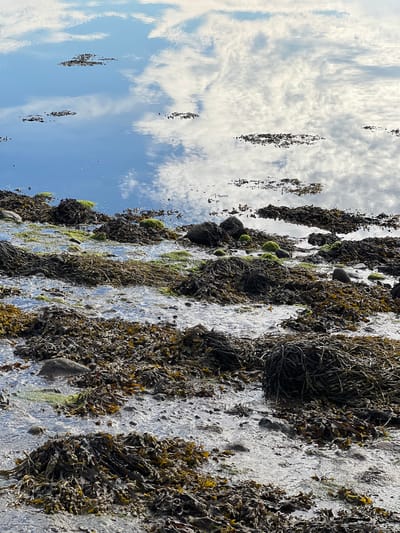 This is a photograph of the coast near Dunuisce, Ireland, showing a tide pool with abundant seaweed and reflections of the sky. The foreground is dominated by piles of dark brown and green seaweed, with some areas of wet sand and pebbles. Small pools of water are visible amongst the seaweed. In the background, the calm water reflects the sky, which is filled with white, wispy clouds against a bright blue sky. Several small clumps of seaweed are also visible floating in the water. The lighting suggests it is daytime with clear weather.
