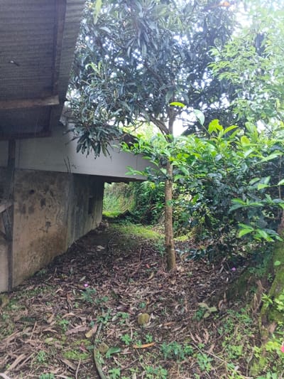 A rundown structure blends with the natural environment. A weathered concrete wall is partially concealed by fallen leaves and encroaching vegetation. An opening through the structure reveals a glimpse of the overgrown landscape beyond. A tall tree with dense foliage stands near the building, adding to the scene's untamed aesthetic. The ground is covered in a thick layer of decaying leaves, and various plants sprout through the leaf litter. Moss grows on the rocks and tree trunk.