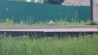A medium shot captures a small, light brown and white animal, possibly a cat, in the center of the frame. It appears to be in a crouched or mid-leap posture, facing slightly towards the viewer, with its front paws extended. The animal is situated in a grassy area with scattered small blue flowers, situated just below a concrete curb. Behind the curb is a grey concrete path, and further back, a tall, green corrugated metal fence runs horizontally across the image. The fence is partially obscured by the grassy vegetation and some tall stalks of plants with seed heads. In the background, beyond the fence, is a portion of a building constructed of grey bricks and a glimpse of trees and sky. To the right, a dark vertical pole, possibly a lamppost, and a section of an ornate metal gate are visible. The foreground is dominated by lush green grass. The overall scene suggests an outdoor urban or suburban environment.