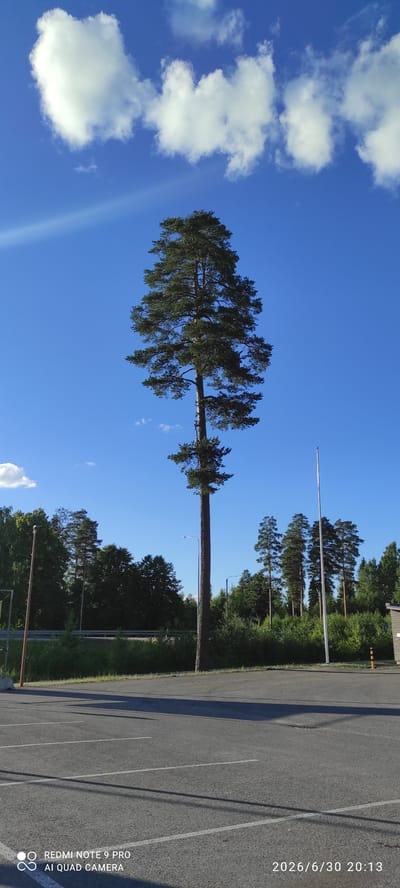 A tall, slender pine tree stands prominently in the center of the frame against a clear blue sky with scattered white clouds. The tree has a dense canopy of green needles and a dark, textured trunk. To the right of the tree, a tall, white flagpole stands without a flag. In the background, a dense line of various coniferous and deciduous trees forms a forest edge. In the foreground, a paved asphalt parking lot is visible with white painted parking lines casting shadows. The scene appears to be in an outdoor public space, possibly a park or parking area, in Joutsa, Finland. The bottom right corner of the image displays a timestamp reading "2026/6/30 20:13" and the bottom left corner shows "REDMI NOTE 9 PRO AI QUAD CAMERA".