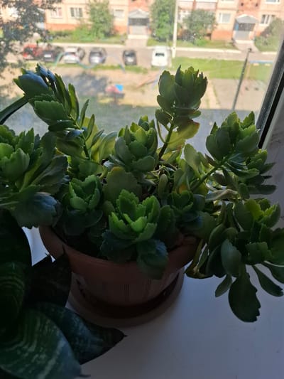 The image shows a potted succulent plant, likely a Kalanchoe, placed on a windowsill. The plant has thick, fleshy green leaves with serrated edges and is actively growing, with multiple new shoots and leaves visible. The pot is made of terracotta or a similar material and sits on a saucer.
The windowsill overlooks an urban environment, with buildings and parked cars visible in the background. The scene appears to be set in Jitiqara, Kazakhstan, based on the provided context. The lighting suggests it is daytime, with sunlight filtering through the window and illuminating the plant. The window itself shows some signs of dirt or smudging. In the foreground, a portion of another plant, possibly a snake plant with its characteristic dark green, variegated leaves, is partially visible on the left side of the frame. The overall impression is one of a domestic setting, with houseplants contributing to the interior decor.