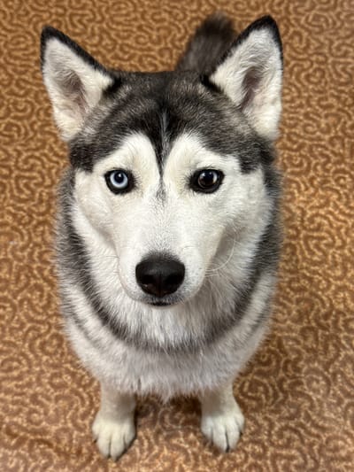 A Siberian Husky with heterochromia, one blue eye and one brown eye, is pictured sitting on a brown, textured carpet. The dog's fur is black, gray, and white. The background is a brown carpet with a swirling, abstract pattern. The image is a close-up, head-on shot of the dog, focusing on its face and front paws. There is no identifiable location in Anadyr, Russia.