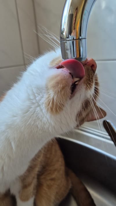 An orange and white cat is captured from a close-up, low angle as it drinks water from a faucet. The cat's tongue is extended, licking the chrome faucet. The background consists of a tiled wall and a stainless steel sink. The scene appears to be an indoor setting, likely a kitchen or bathroom. The image does not contain any discernible landmarks or contextual information that would allow for its specific location in Miltenberg, Germany, or any other city.