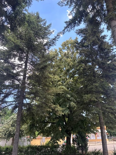 This media file is a vertical, eye-level shot looking upwards through the canopy of several trees. The leaves are a mix of dark green and lighter, almost white-green foliage, suggesting different tree species. Gaps in the leaves reveal a bright blue sky with scattered white clouds, indicating it's daytime and likely fair weather. Sunlight filters through the branches, creating dappled patterns.
In the background, behind the trees, a building is visible. It appears to be a commercial establishment with a yellow facade. There is visible text on the building, including words in what appears to be Cyrillic script. One sign has "KOTORI" written in large letters, and below it, smaller text. Another sign has "MIA" and possibly "CHISKA" or similar. There are also images of products, including what looks like a bottle of Coca-Cola. The presence of a street and pedestrian walkway suggests an urban or semi-urban setting. A white picket fence and some red flowers in a planter box are also visible near the building.
The perspective from below the trees, looking up, creates a sense of immersion in nature, while the background hints at civilization. The scene is peaceful and appears to be set in a location with a mix of natural elements and human infrastructure. Given the location context of Ovoshtnik, Bulgaria, the Cyrillic script on the building is consistent with this region. The time of day is likely mid-morning to late afternoon, given the brightness of the sky and the quality of light. There are no people clearly discernible in the image, and no specific activity or event is taking place.
