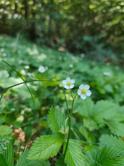 In Dolovi, Montenegro, a close-up shot focuses on two delicate white wild strawberry flowers with yellow centers, each with five petals. They are positioned on a slender green stem amidst a bed of vibrant green strawberry leaves. The background is a soft blur of more greenery and dappled sunlight filtering through trees, suggesting an outdoor, natural setting. The leaves are serrated and have a textured surface. A thin strand of grass crosses in front of the flowers, adding depth to the scene. The image is taken at ground level, emphasizing the small details of the wild flora.