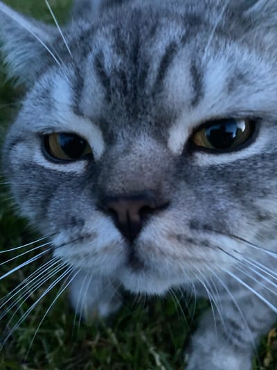 The close-up photograph captures the face of a grey tabby cat, with its fur exhibiting distinct dark stripes. The cat's amber-colored eyes are wide open, reflecting the surrounding environment. Its whiskers are prominent and white, fanning out from its muzzle. The cat is positioned outdoors, with a blurred background of green grass. The image was taken in Uhornyky, Ukraine.