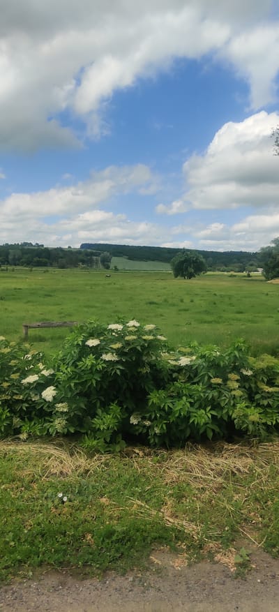 An outdoor, vertical, medium shot captures a lush green landscape under a partly cloudy sky. In the foreground, a dense cluster of green bushes with clusters of small white flowers dominates the bottom portion of the frame. Behind the bushes, a field of green grass extends into the distance, dotted with scattered trees. In the middle ground, a line of trees forms a backdrop, beyond which a larger, darker green expanse suggests rolling hills or a forest. Two small brown figures, possibly animals, are visible in the field. The sky above is a vibrant blue, broken by large, fluffy white and grey clouds. The scene appears to be a rural landscape in or near Kolomak, Ukraine.