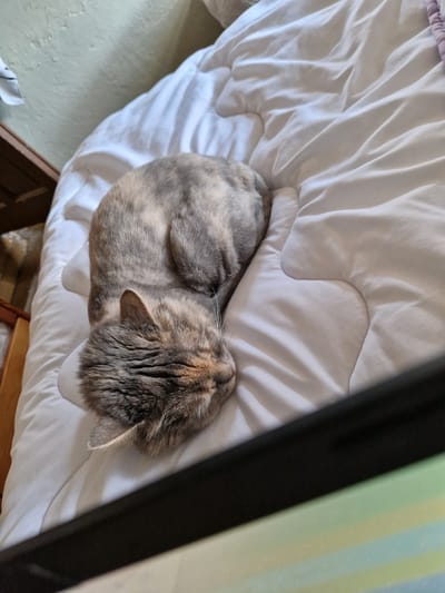 A calico cat is sleeping on a white comforter on a bed. The cat is curled up on its side with its eyes closed. The comforter is slightly rumpled, indicating it has been slept on. The background shows a light-colored wall and a wooden dresser. There is a dark object in the foreground, possibly a laptop or tablet, obscuring the bottom right corner of the image. The scene appears to be indoors, in a bedroom. The city of Raduvene, Bulgaria is not depicted in this image.