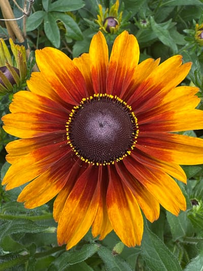 A close-up, top-down view shows a single, fully bloomed Rudbeckia hirta flower. The flower's petals exhibit a gradient of color, transitioning from a deep reddish-brown at the base to a bright, sunny yellow at the tips. The center of the flower, the receptacle, is a dark, textured brown with a subtle purple hue and is ringed by small, bright yellow florets. The flower is surrounded by green foliage and other developing buds, some of which are tinged with purple. The scene suggests an outdoor setting, likely a garden in Bad Endorf, Germany, given the visual characteristics of the plant and its common cultivation in temperate climates.