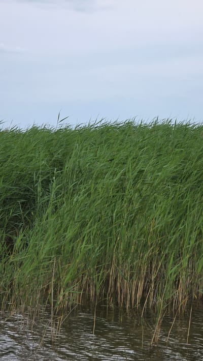 The image depicts a natural scene with a focus on tall, green reeds growing along the edge of a body of water. The reeds are dense and appear to be swaying, suggesting a gentle breeze. The water in the foreground reflects the reeds and the sky. The sky itself is a pale blue, indicating an overcast or cloudy day. There are no people or man-made structures visible in the image. The overall impression is one of a tranquil, natural environment.