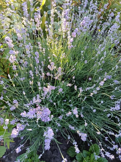 The image is a close-up, high-angle shot of a dense patch of lavender plants in bloom, with a light purple hue. The plants are densely packed, with numerous stalks topped with small flower clusters. The lighting suggests it is late afternoon or early morning, with sunlight filtering through the leaves and illuminating the flowers. The background consists of other greenery and dark soil, indicating an outdoor garden setting. There are no people or animals visible in the frame. The scene is located in a garden in the city of Novozybkov, Russia.