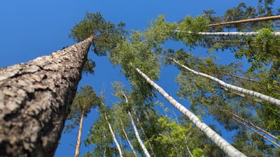 This media file captures an upward-looking perspective of a forest under a clear blue sky. The dominant subjects are a variety of trees, including tall birch trees with their characteristic white bark and dark markings, as well as evergreen trees, possibly pines or firs. The trees are dense, with their branches and leaves creating a canopy that extends towards the sky.

The scene depicts a natural forest setting. The composition is dominated by the vertical lines of the tree trunks reaching upwards, with the bright blue sky serving as the background. The foliage of the trees is lush and green, suggesting a temperate climate during the warmer months. The close-up on the textured bark of a large tree trunk in the foreground provides a sense of scale and detail, contrasting with the more distant view of the forest.

There is no visible text in the image. The time of day appears to be daytime, given the bright lighting and clear sky, likely midday or afternoon. The weather seems to be fair and sunny. The location context provided is Severnaya Samarka, Russia, suggesting a forested region within that area. There are no people or specific activities depicted, only the natural environment. The overall mood evoked is one of peacefulness and the grandeur of nature.