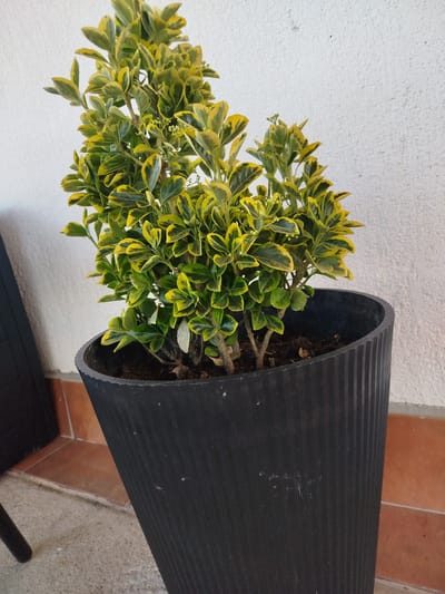 A variegated Euonymus plant with green and yellow leaves is planted in a tall, ribbed black pot. The pot is positioned on a grey concrete surface next to a wall with a textured white finish and some terracotta-colored tiles. The scene is set outdoors, likely in a courtyard or patio area, in MZ Petrov Gaj, Bosnia and Herzegovina.