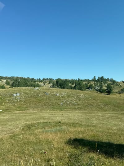 The image depicts a vast, hilly meadow bathed in bright sunlight under a clear, blue sky. The foreground is dominated by dry, golden-brown grass, with patches of taller, greener vegetation and some small white flowers interspersed. A dark shadow, cast by an unseen object, sprawls across the lower right portion of the frame, obscuring some of the grassy terrain. In the midground, the terrain rises, revealing more of the dry grass, dotted with numerous pale gray rocks. Further back, a gentle slope is covered in a mix of dry grass and scattered green bushes and trees, including several birch trees with distinctive white bark. The background is a line of denser green trees and vegetation along the crest of the hill. The overall impression is of a natural, untamed landscape in a rural setting, consistent with the hilly terrain found in areas like Bukovac, Montenegro. There are no visible people or animals in the scene.