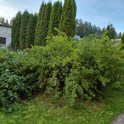 A photograph taken outdoors in Skuķīši, Latvia, captures a verdant scene dominated by lush green foliage. In the foreground, a dense bush with small, light green leaves and visible berries occupies the center of the frame. To the left of this bush, another smaller bush with larger, lobed leaves is visible, also appearing healthy and green. The ground is covered in short, green grass, with some dry patches and scattered small green plants. In the background, a row of tall, slender, dark green evergreen trees stands prominently. Behind the evergreen trees, a light-colored building with a dark-rimmed window is partially visible on the left. Further in the background, more trees, including some pines, are interspersed with glimpses of structures, possibly rooftops, and a clear blue sky with faint clouds. The overall impression is of a natural, overgrown garden or yard.