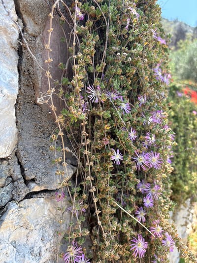 In Kanjoši, Montenegro, a close-up shot showcases a stone wall covered in trailing succulents with small purple flowers. The wall, constructed from rough-hewn stones, displays a cracked and weathered surface. The succulents, with their fleshy, green leaves, cascade down the wall, interspersed with dried seed pods and thin, wiry stems. The delicate purple flowers, resembling starbursts, are scattered throughout the foliage, some in full bloom and others beginning to wilt. The background is blurred, revealing hints of green foliage and a distant hillside under a bright sky, suggesting an outdoor, natural setting.