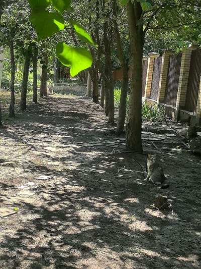 A cat sits in a dirt path lined by trees. The path is covered in shadows cast by the leaves and branches of the trees. Some flat stones are scattered on the ground, creating a makeshift path. A brick fence with metal vertical slats is visible in the background, as well as some greenery and a small stump with wires. The scene appears to be outdoors on a sunny day, with dappled sunlight on the ground. The cat is a tabby with grey and white fur, sitting upright and looking towards the viewer. The overall mood is peaceful and natural. The time of day appears to be morning or afternoon, given the strong shadows. The location is implied to be a residential area, possibly a garden or backyard, in Верхнетемерницкий, Russia. There is no visible text in the image.