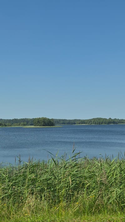 A vertical, eye-level outdoor photograph captures a tranquil summer scene at the edge of a lake in Smėlynė, Lithuania. The vast, clear blue sky occupies the upper half of the image. Below the sky, the calm, deep blue water of the lake stretches horizontally across the frame. A densely forested shoreline with various shades of green trees forms a distant backdrop. In the foreground, tall green reeds and grasses are visible, with a few scattered yellow wildflowers adding pops of color. The scene is devoid of any people or animals.