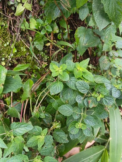 A dense cluster of green plants dominates the frame. The plant in focus exhibits rounded, textured leaves with prominent veins. A few leaves display brown spots or blemishes. The plants are interlaced with other greenery, including some with larger, smoother leaves, thin stalks, and even some mossy patches. Hints of bamboo-like foliage are visible at the bottom. Overall, the scene presents a view of lush, diverse vegetation in a natural outdoor setting.
