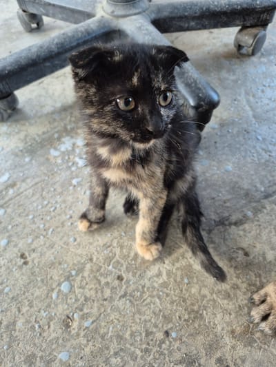 A tortoiseshell kitten is sitting on a concrete surface in front of a black office chair with wheels. The kitten's fur is a mix of black, brown, and tan. Its eyes are light brown and wide open. The concrete surface appears weathered and has several light-colored splotches and small rocks. The office chair is partially visible, with its base and wheels in the background. To the right of the kitten, another paw, likely belonging to a different cat, is visible on the concrete. The overall lighting suggests an outdoor or partially shaded environment.