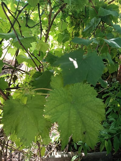 The image depicts a close-up view of lush green grape leaves and vines, illuminated by dappled sunlight. The leaves are large and textured, with visible veins. Several thin, brown vines intertwine with the foliage, some featuring small, unripe green grape clusters. The background shows more dense greenery and hints of the ground below, with some darker soil and lighter, dry debris. The overall impression is one of natural growth and abundant vegetation. The location is specified as Yasnohirka, Ukraine, suggesting an outdoor, possibly rural or garden setting.