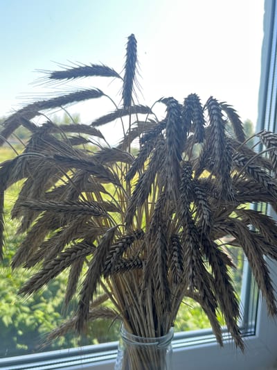 The image shows a bouquet of dried wheat stalks in a clear glass vase, positioned on a windowsill. Outside the window, a blurred green landscape with foliage is visible, suggesting an outdoor environment. The sky above is bright and hazy. The scene appears to be indoors, with the window providing natural light. The location is stated to be Bolshoy Gondyr, Russia. There are no people or animals present in the image. The focus is on the wheat stalks and their texture, as well as the natural light illuminating the scene.