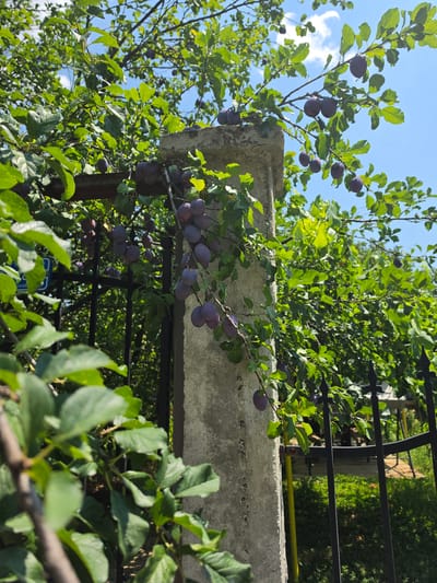 In Indzhe Voyvoda, Bulgaria, a plum tree laden with ripe, dark purple fruit hangs over a black metal fence, bordering a concrete post. Sunlight illuminates the scene, casting dappled shadows from the lush green leaves. The sky is a clear, bright blue, with a few wispy white clouds. The fence appears to be an entryway to a yard, with hints of greenery and outdoor furniture visible beyond. A blue sign is partially visible on the left, mounted on the fence. The image captures a moment of natural abundance within an urban setting.