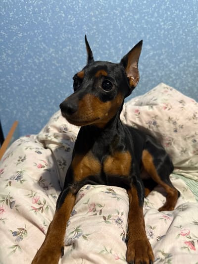 A Miniature Pinscher dog, possessing a short, black and tan coat, is positioned on rumpled bedding indoors. The dog's front paws are extended forward, and its ears are erect. Its dark eyes are directed towards the viewer's left. The bedding is a light-colored fabric patterned with small pink and purple flowers and green leaves. A section of a green striped fabric is visible on the right side of the bedding. The background comprises a light blue wall exhibiting a subtle, speckled texture. The precise location within the city of Yasynivka, Ukraine, cannot be determined from the visual evidence presented.