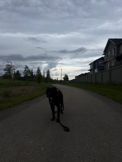 A black dog wearing a harness and leash stands on a paved pathway, facing the camera, with its mouth slightly open. The pathway curves away into the distance. To the left of the path is a grassy area with scattered trees and mulch. To the right, a wooden fence separates the pathway from a row of modern houses with dark roofs and siding. The sky is overcast with gray clouds. The scene appears to be a residential area with a park or walking trail. This scene is consistent with the area around The Hamptons in Edmonton, Canada, known for its residential developments and network of pathways.