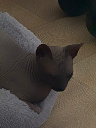 The image shows a close-up, overhead view of a hairless cat, likely a Sphynx, nestled in a soft, fluffy, light-colored pet bed. The cat is lying down, facing away from the camera and slightly to the right, with its head turned to the left. Its skin is wrinkled, characteristic of the breed. Only the cat's head, neck, and upper body are visible, along with a portion of its back. The cat appears relaxed and comfortable.

The pet bed is round and has a thick, plush texture. It sits on a wooden floor with visible grain patterns. To the upper left of the frame, a dark, round object is partially visible, possibly a plant pot or a piece of furniture.

The lighting in the image is dim, suggesting it might be nighttime or an indoor setting with low light. The overall mood is peaceful and domestic. The scene is set indoors, on a wooden floor. There is no visible text in the image. The location context provided is Zhodzina, Belarus.