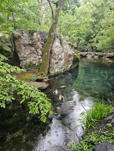 The image depicts a clear, narrow body of water surrounded by lush greenery and rocky formations. The water appears to be a stream or pond, with two ducks and a single fish swimming within it. Rain is falling, creating concentric circles on the water's surface. Moss covers parts of the rocks and a tree trunk, indicating a damp environment. Various plants and trees line the banks of the water, adding to the scene's natural beauty. The image suggests a location in a natural setting, possibly a park or garden. The geographic location, Алупкинский городской совет, Ukraine, suggests a location within that municipal district, which is known for its landscapes and historical sites.